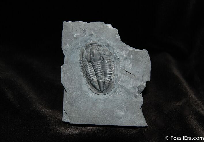 Inch Asaphiscus Trilobite From Utah #244